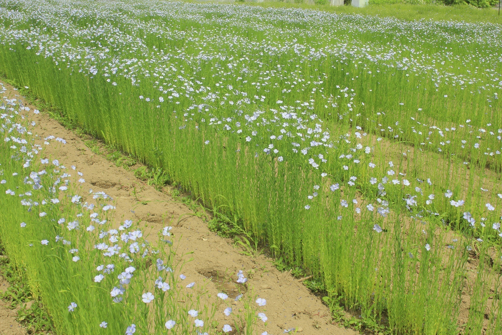 What is Linen<p>リネンとは？麻との違いやリネンの特徴</p>