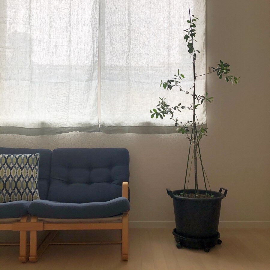 サイズオーダーカーテンbetaシリーズ（片開き）